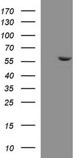 PAAF1 Antibody - HEK293T cells were transfected with the pCMV6-ENTRY control (Left lane) or pCMV6-ENTRY PAAF1 (Right lane) cDNA for 48 hrs and lysed. Equivalent amounts of cell lysates (5 ug per lane) were separated by SDS-PAGE and immunoblotted with anti-PAAF1.
