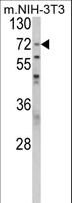 PABPC1 / PABP1 Antibody - Western blot of PABPC1 Antibody in NIH-3T3 cell line lysates (35 ug/lane). PABPC1 (arrow) was detected using the purified antibody.