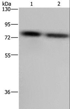 PABPC1 / PABP1 Antibody - Western blot analysis of LoVo and HeLa cell, using PABPC1 Polyclonal Antibody at dilution of 1:500.