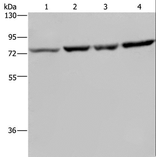 PABPC1 / PABP1 Antibody - Western blot analysis of A549, PC3, HeLa and LoVo cell, using PABPC1 Polyclonal Antibody at dilution of 1:500.