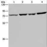 PABPC1 / PABP1 Antibody - Western blot analysis of A549, PC3, HeLa and LoVo cell, using PABPC1 Polyclonal Antibody at dilution of 1:500.