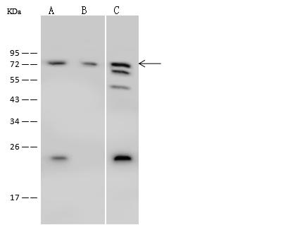 PABPC1 / PABP1 Antibody - Anti-PABPC1 rabbit polyclonal antibody at 1:500 dilution. Lane A: H1299 Whole Cell Lysate. Lane B: SW480 Whole Cell Lysate. Lane C: MCF7 Whole Cell Lysate. Lysates/proteins at 30 ug per lane. Secondary: Goat Anti-Rabbit IgG (H+L)/HRP at 1/10000 dilution. Developed using the ECL technique. Performed under reducing conditions. Predicted band size: 71 kDa. Observed band size: 71 kDa.