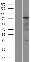 PABPC1 / PABP1 Protein - Western validation with an anti-DDK antibody * L: Control HEK293 lysate R: Over-expression lysate