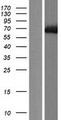 PABPC1L Protein - Western validation with an anti-DDK antibody * L: Control HEK293 lysate R: Over-expression lysate