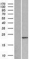PABPC1L2A Protein - Western validation with an anti-DDK antibody * L: Control HEK293 lysate R: Over-expression lysate