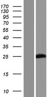 PABPC1L2B Protein - Western validation with an anti-DDK antibody * L: Control HEK293 lysate R: Over-expression lysate