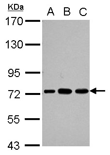 PABPC3 Antibody - Sample (30 ug of whole cell lysate) A: Jurkat B: Raji C: K562 7.5% SDS PAGE PABPC3 antibody diluted at 1:1000