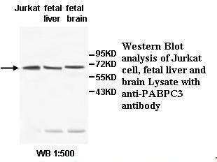 PABPC3 Antibody