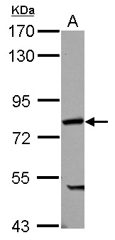PABPC4 Antibody - Sample (30 ug of whole cell lysate) A: 293T 7.5% SDS PAGE PABPC4 antibody diluted at 1:1000