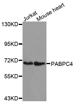 PABPC4 Antibody - Western blot analysis of extracts of various cell lines.