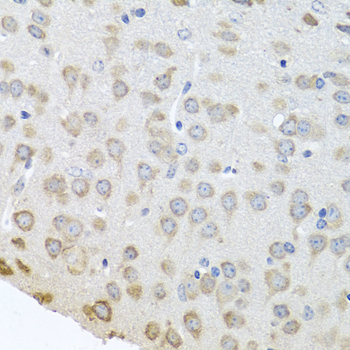 PABPC4 Antibody - Immunohistochemistry of paraffin-embedded mouse brain tissue.