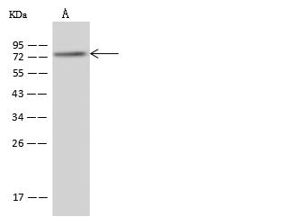 PABPC4 Antibody - Anti-PABPC4 rabbit polyclonal antibody at 1:500 dilution. Lane A: U-251 MG Whole Cell Lysate. Lysates/proteins at 30 ug per lane. Secondary: Goat Anti-Rabbit IgG (H+L)/HRP at 1/10000 dilution. Developed using the ECL technique. Performed under reducing conditions. Predicted band size: 71 kDa. Observed band size: 74 kDa.