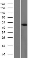 PABPC4L Protein - Western validation with an anti-DDK antibody * L: Control HEK293 lysate R: Over-expression lysate