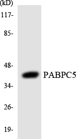 PABPC5 Antibody - Western blot analysis of the lysates from HeLa cells using PABPC5 antibody.