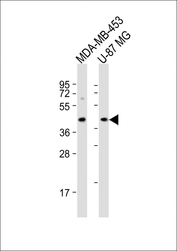 PABPC5 Antibody - All lanes: Anti-PABPC5 Antibody (C-Term) at 1:2000 dilution. Lane 1: MDA-MB-453 whole cell lysate. Lane 2: U-87 MG whole cell lysate Lysates/proteins at 20 ug per lane. Secondary Goat Anti-Rabbit IgG, (H+L), Peroxidase conjugated at 1:10000 dilution. Predicted band size: 43 kDa. Blocking/Dilution buffer: 5% NFDM/TBST.
