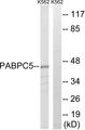 PABPC5 Antibody - Western blot analysis of extracts from K562 cells, using PABPC5 antibody.