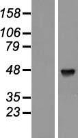 PABPC5 Protein - Western validation with an anti-DDK antibody * L: Control HEK293 lysate R: Over-expression lysate