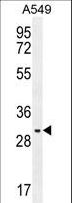 PABPN1L Antibody - PABPN1L Antibody western blot of A549 cell line lysates (35 ug/lane). The PABPN1L antibody detected the PABPN1L protein (arrow).