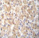 PABPN1L Antibody - PABPN1L Antibody immunohistochemistry of formalin-fixed and paraffin-embedded human liver tissue followed by peroxidase-conjugated secondary antibody and DAB staining.
