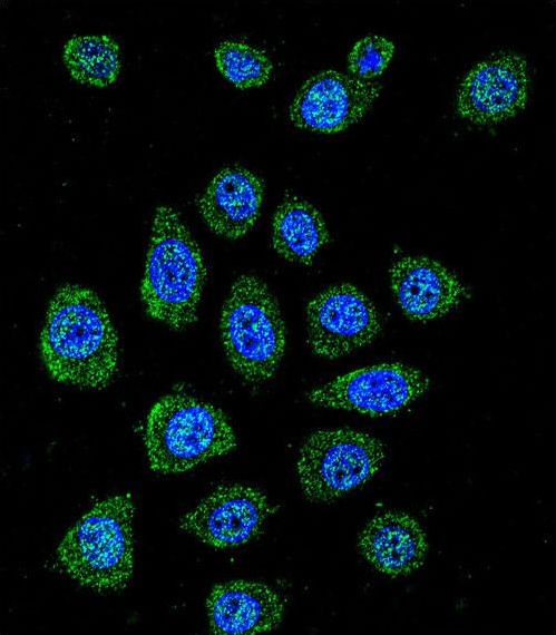 PABPN1L Antibody - Confocal immunofluorescence of PABPN1L Antibody with A549 cell followed by Alexa Fluor 488-conjugated goat anti-rabbit lgG (green). DAPI was used to stain the cell nuclear (blue).