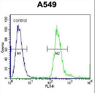 PABPN1L Antibody - PABPN1L Antibody flow cytometry of A549 cells (right histogram) compared to a negative control cell (left histogram). FITC-conjugated goat-anti-rabbit secondary antibodies were used for the analysis.