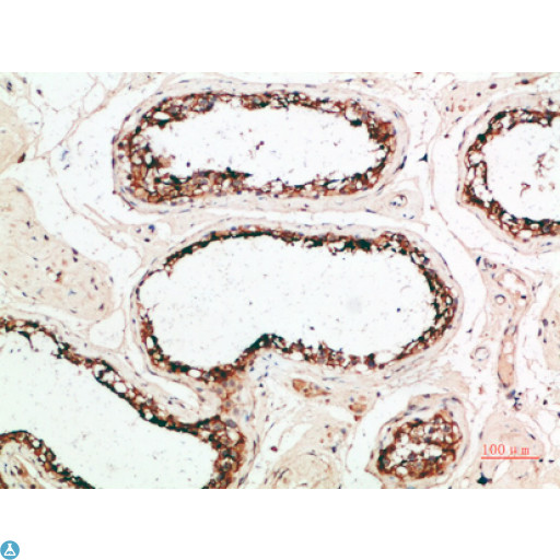 PACAP Antibody - Immunohistochemical analysis of paraffin-embedded human-testis, antibody was diluted at 1:200.