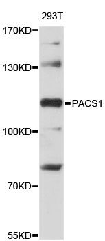 PACS1 Antibody - Western blot analysis of extracts of 293T cells, using PACS1 antibody at 1:3000 dilution. The secondary antibody used was an HRP Goat Anti-Rabbit IgG (H+L) at 1:10000 dilution. Lysates were loaded 25ug per lane and 3% nonfat dry milk in TBST was used for blocking. An ECL Kit was used for detection and the exposure time was 10s.