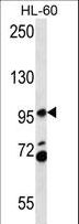 PACS2 Antibody - PACS2 Antibody western blot of HL-60 cell line lysates (35 ug/lane). The PACS2 antibody detected the PACS2 protein (arrow).