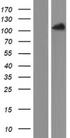 PACS2 Protein - Western validation with an anti-DDK antibody * L: Control HEK293 lysate R: Over-expression lysate
