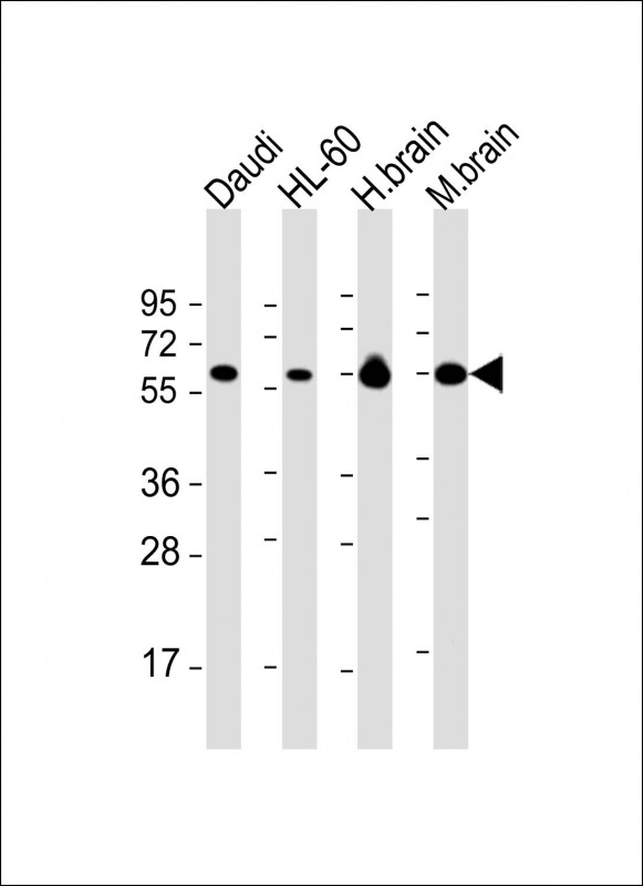 PACSIN2 Antibody - All lanes: Anti-PACSIN2 Antibody at 1:2000 dilution Lane 1: Daudi whole cell lysate Lane 2: HL-60 whole cell lysate Lane 3: human brain lysate Lane 4: mouse brain lysate Lysates/proteins at 20 µg per lane. Secondary Goat Anti-mouse IgG, (H+L), Peroxidase conjugated at 1/10000 dilution. Predicted band size: 56 kDa Blocking/Dilution buffer: 5% NFDM/TBST.