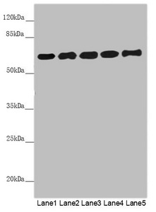 PACSIN2 Antibody - Western blot All Lanes: PACSIN2 antibody at 5.29 ug/ml Lane 1: Mouse lung tissue Lane 2: 3T3 whole cell lysate Lane 3: Hela whole cell lysate Lane 4: HL60 whole cell lysate Lane 5: HepG-2 whole cell lysate Secondary Goat polyclonal to rabbit IgG at 1/10000 dilution Predicted band size: 56,52 kDa Observed band size: 56 kDa