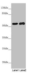 PACSIN2 Antibody - Western blot All lanes: PACSIN2 antibody at 5.29µg/ml Lane 1: Hela whole cell lysate Lane 2: HepG2 whole cell lysate Secondary Goat polyclonal to rabbit IgG at 1/10000 dilution Predicted band size: 56, 52 kDa Observed band size: 56 kDa