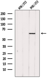 PACSIN2 Antibody - Western blot analysis of extracts of NIH-3T3 cells using PACSIN2 antibody. The lane on the left was treated with blocking peptide.
