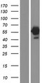 PACSIN2 Protein - Western validation with an anti-DDK antibody * L: Control HEK293 lysate R: Over-expression lysate