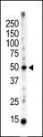 PACSIN3 Antibody - The anti-PACSIN3 antibody is used in Western blot to detect PACSIN3 in mouse brain tissue lysate.