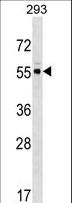 PACSIN3 Antibody - PACSIN3 Antibody (M1) western blot of 293 cell line lysates (35 ug/lane). The PACSIN3 antibody detected the PACSIN3 protein (arrow).