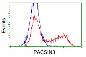 PACSIN3 Antibody - HEK293T cells transfected with either overexpress plasmid (Red) or empty vector control plasmid (Blue) were immunostained by anti-PACSIN3 antibody, and then analyzed by flow cytometry.