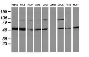 PACSIN3 Antibody - Western blot of extracts (35 ug) from 9 different cell lines by using anti-PACSIN3 monoclonal antibody.