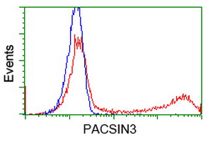 PACSIN3 Antibody - HEK293T cells transfected with either overexpress plasmid (Red) or empty vector control plasmid (Blue) were immunostained by anti-PACSIN3 antibody, and then analyzed by flow cytometry.