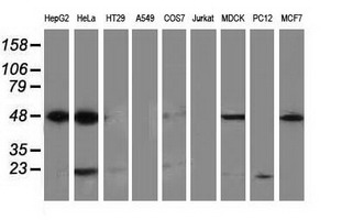 PACSIN3 Antibody - Western blot of extracts (35 ug) from 9 different cell lines by using anti-PACSIN3 monoclonal antibody (HepG2: human; HeLa: human; SVT2: mouse; A549: human; COS7: monkey; Jurkat: human; MDCK: canine; PC12: rat; MCF7: human).