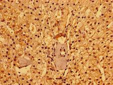 PACSIN3 Antibody - Immunohistochemistry image of paraffin-embedded human adrenal gland tissue at a dilution of 1:100