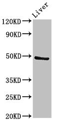 PACSIN3 Antibody - Positive Western Blot detected in Rat liver tissue. All lanes: PACSIN3 antibody at 2.7 µg/ml Secondary Goat polyclonal to rabbit IgG at 1/50000 dilution. Predicted band size: 49 KDa. Observed band size: 49 KDa