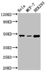PACSIN3 Antibody - Positive Western Blot detected in Hela whole cell lysate, MCF-7 whole cell lysate, HEK293 whole cell lysate. All lanes: PACSIN3 antibody at 2.8 µg/ml Secondary Goat polyclonal to rabbit IgG at 1/50000 dilution. Predicted band size: 49 KDa. Observed band size: 49 KDa