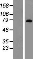 PADI1 Protein - Western validation with an anti-DDK antibody * L: Control HEK293 lysate R: Over-expression lysate
