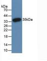 PADI3 Antibody - Western Blot; Sample: Recombinant PADI3, Human.
