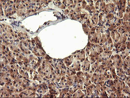 PADI4 / PAD4 Antibody - IHC of paraffin-embedded Human pancreas tissue using anti-PADI4 mouse monoclonal antibody.