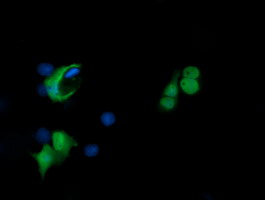 PADI4 / PAD4 Antibody - Anti-PADI4 mouse monoclonal antibody immunofluorescent staining of COS7 cells transiently transfected by pCMV6-ENTRY PADI4.