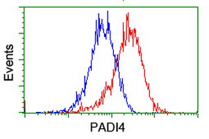 PADI4 / PAD4 Antibody - Flow cytometry of HeLa cells, using anti-PADI4 antibody (Red), compared to a nonspecific negative control antibody (Blue).