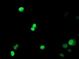 PADI4 / PAD4 Antibody - Anti-PADI4 mouse monoclonal antibody immunofluorescent staining of COS7 cells transiently transfected by pCMV6-ENTRY PADI4.