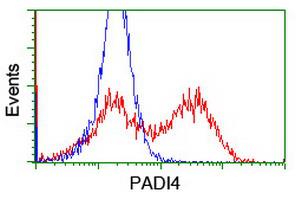 PADI4 / PAD4 Antibody - HEK293T cells transfected with either overexpress plasmid (Red) or empty vector control plasmid (Blue) were immunostained by anti-PADI4 antibody, and then analyzed by flow cytometry.